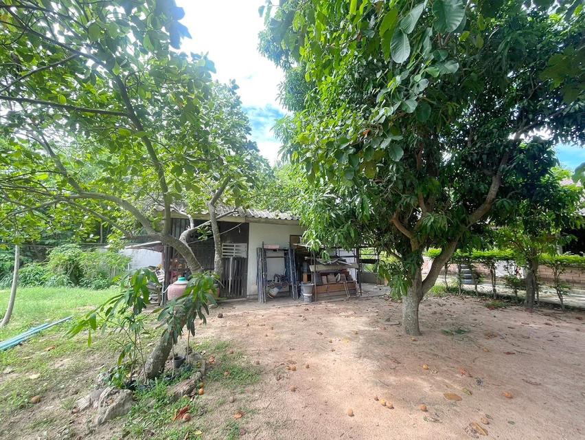 ขายที่ดินพัทยา หนองใหญ่ ใกล้ถนนสุขุมวิท อ.บางละมุง จ.ชลบุรี 4