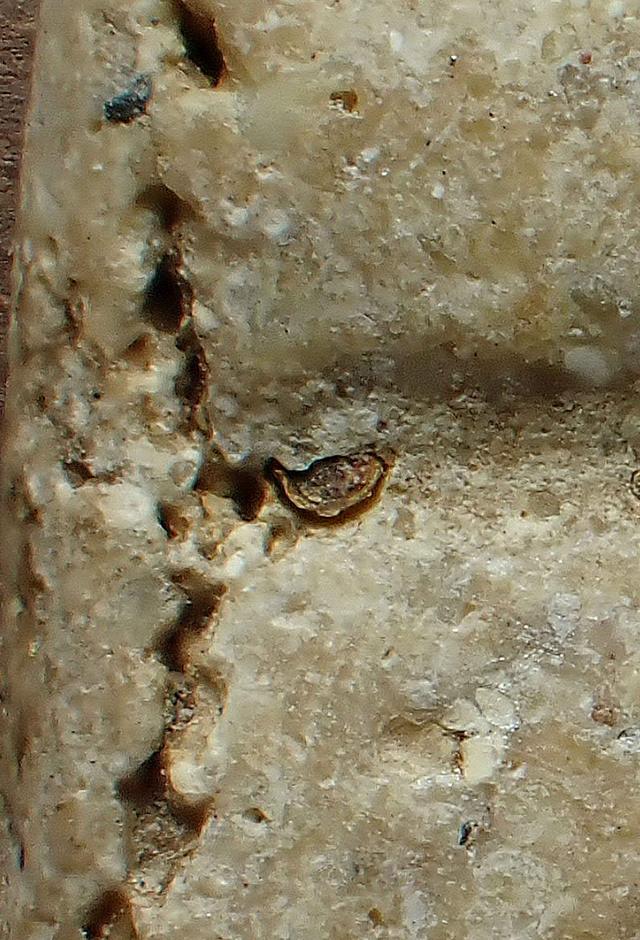 พระสมเด็จวัดระฆัง