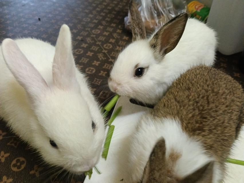 กระต่ายตัวสีขาวน่ารักมาเเล้วค่ะราคาโดนใจ 0815464634 โทรมาได้น่ะค่ะ รูปที่ 5