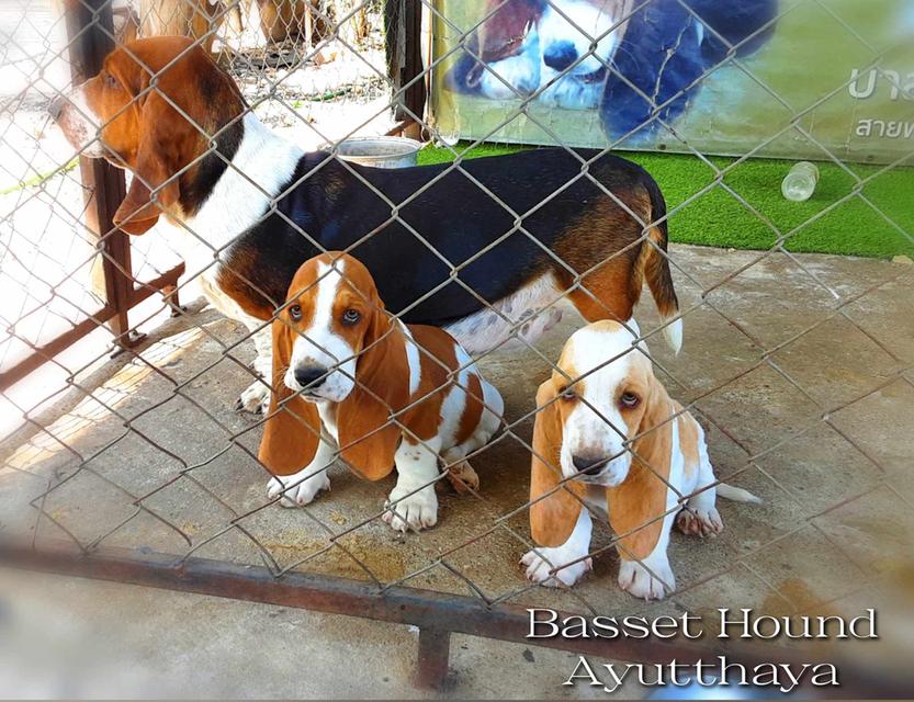 ลูกสุนัขบาสเซ็ตฮาวด์ รูปที่ 5