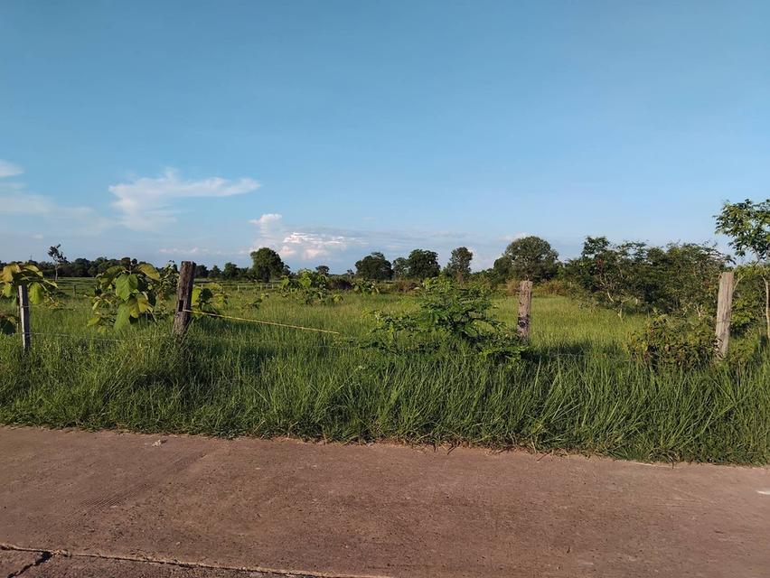 ที่ดินเปล่าแบ่งขาย6ไร่ ที่นา 3