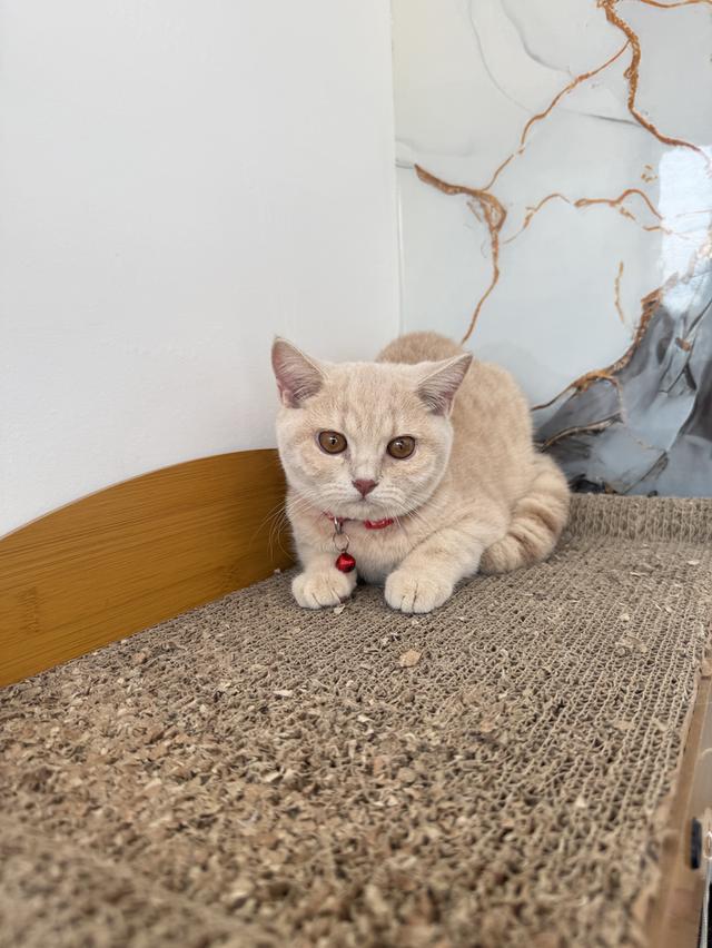 ลูกแมวพันธุ์บริติชแท้ รูปที่ 3