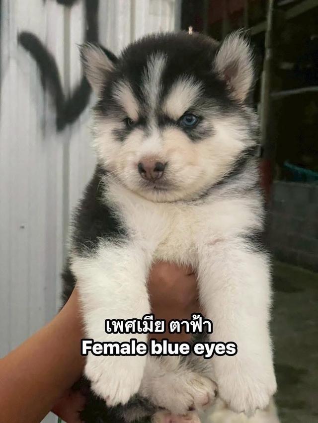 ไซบีเรียนวูดลี่โค้ชช