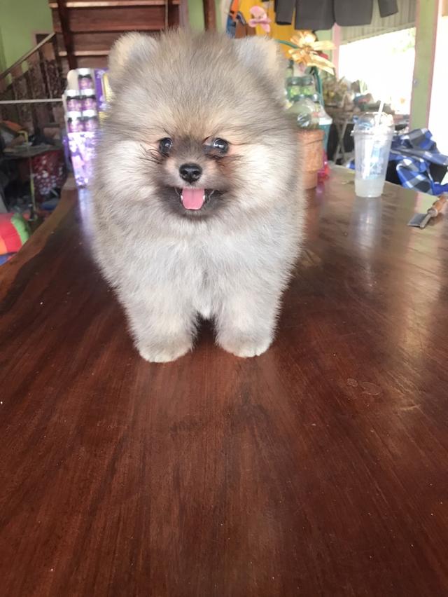 ปอมฯแท้สายพันธุ์ประกวด เพศผู้สีส้ม หัวใหญ่ ขนแน่น หน้าหมี ขาใหญ่ ลำตัวกระชับสั้น อายุ 2 เดือน ฉีดวัคซีนรวม 5 โรค 2 เข็มแล้วครับ