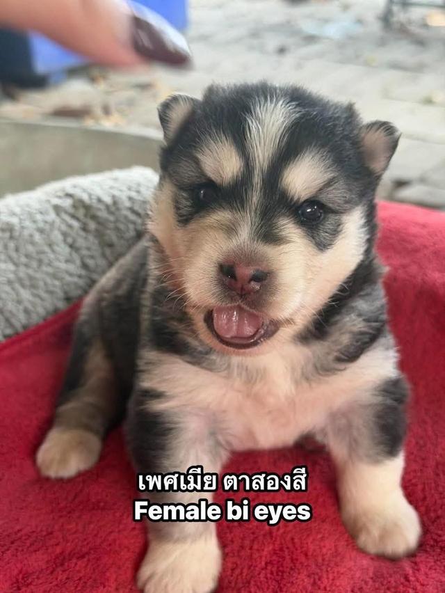 ไซบี้รีนเด็กลี่โค้ช ชาย3หญิง3 รูปที่ 5