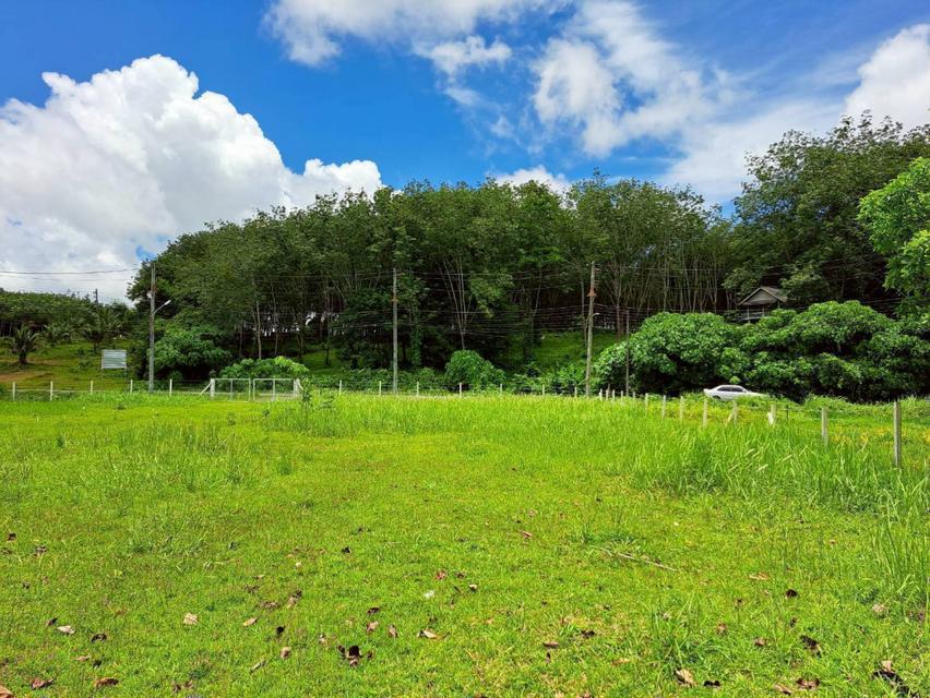 ขายที่ดินภูเก็ต 1-3-63.2 ไร่ ถนนหมายเลข 6014 ใกล้ โรงเรียนบ้านควน และโลตัสถลาง 3