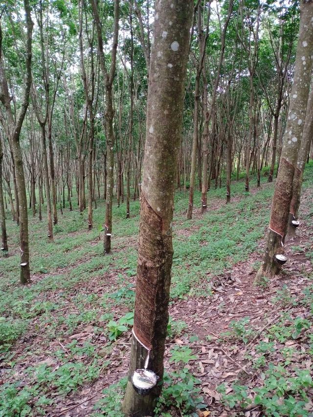 ที่ดิน อ.โป่งน้ำร้อน จ.จันทบุรี 20