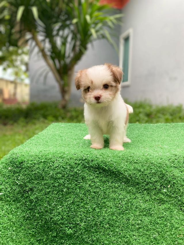 ชิสุห์ผสม ตัวเล็ก น่ารักมากๆ รูปที่ 6
