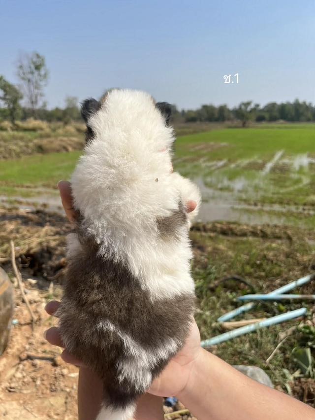 สุนัขพันธุ์บางแก้วเเท้ รูปที่ 2