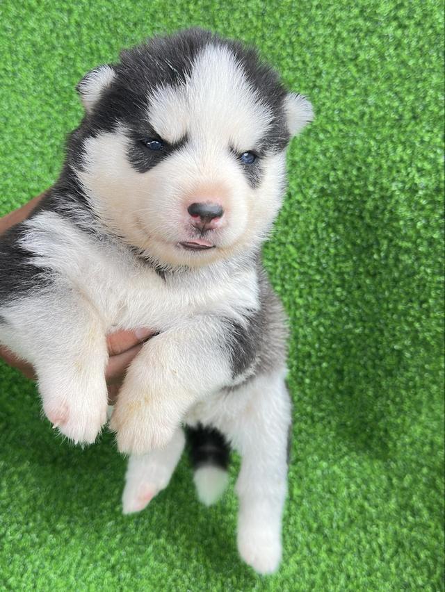 น้องหมาไซบีเรียน