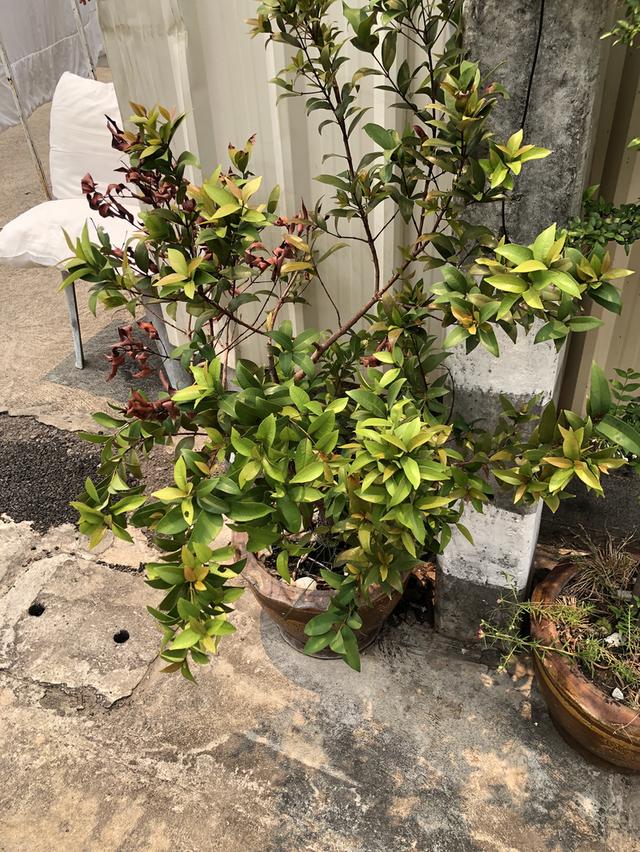 ไตรโคเดอร์มา เห็นผลไวแม่ยายยังถามซื้อ รูปที่ 13