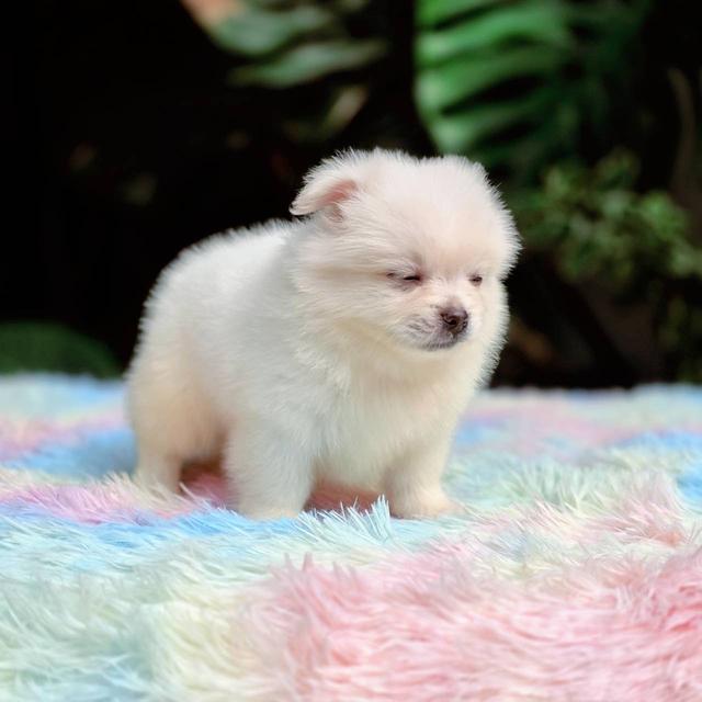 ปอมผสมชิวาวา เพศผู้ 5