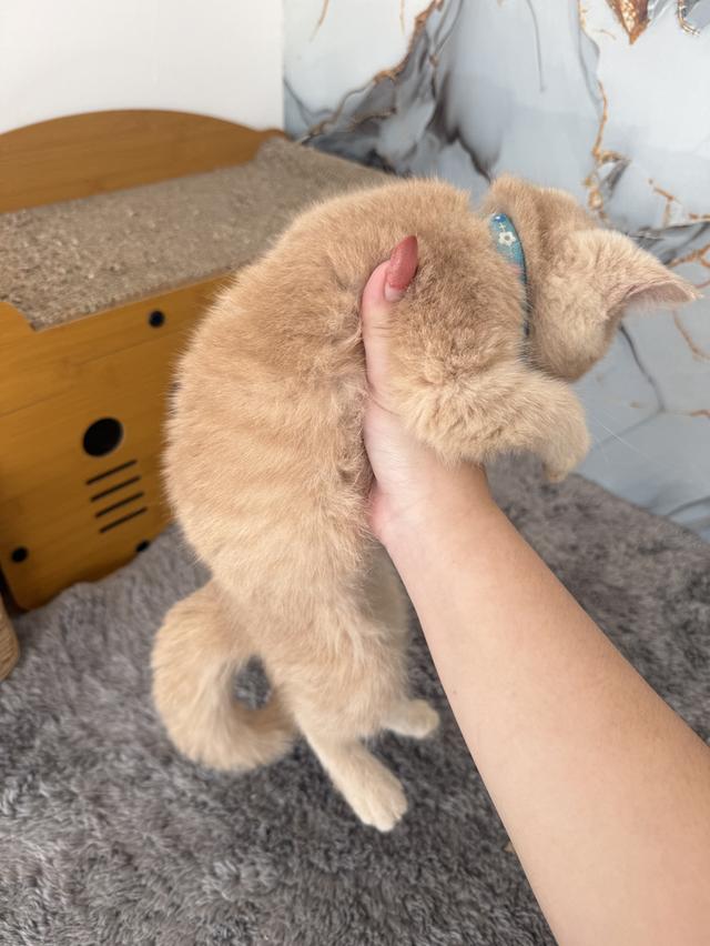 ลูกแมวพันธุ์บริติชแท้ รูปที่ 4