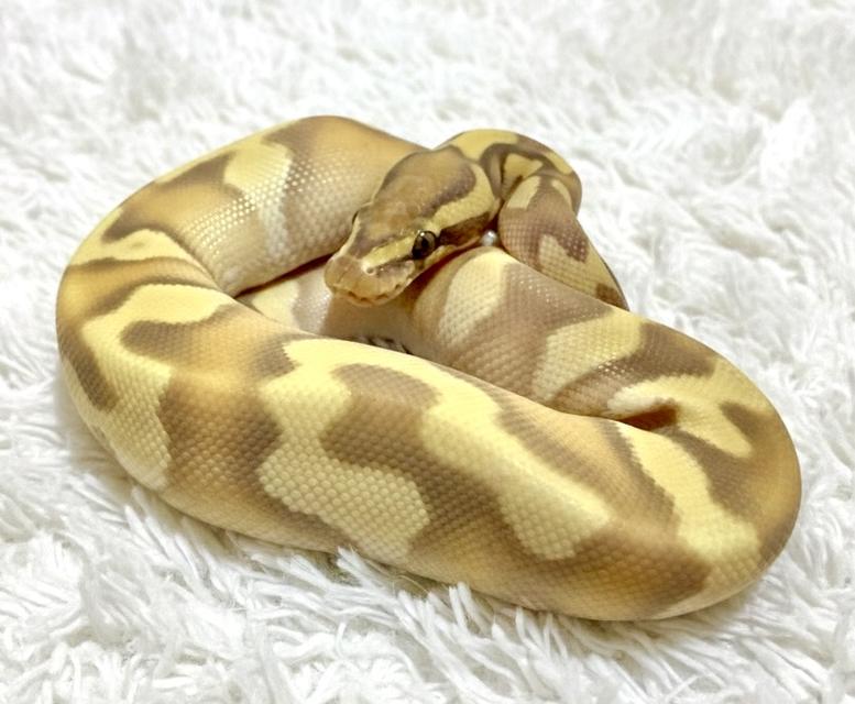 งูบอล 1.0 cg mojave od poss enchi y25