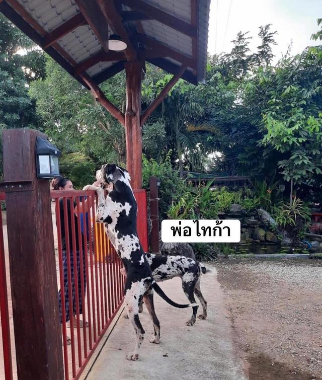 Great Dane ลูกสุนัขพันธุ์เกรทเดนสีดำ รูปที่ 3