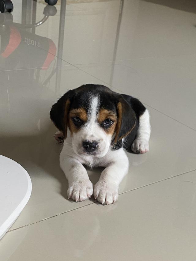 น้องหมา บีเกิ้ล 1