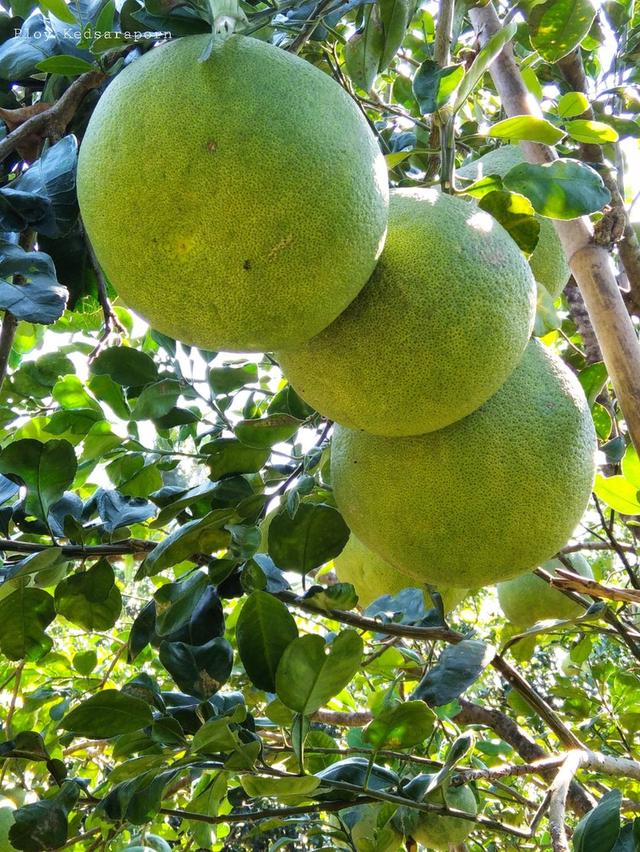 ขายที่ดินสวนส้มโอ 3ไร่ 1งาน อำเภอบางคนที จังหวัดสมุทรสงคราม ที่สวย หน้ากว้างติดถนน 6