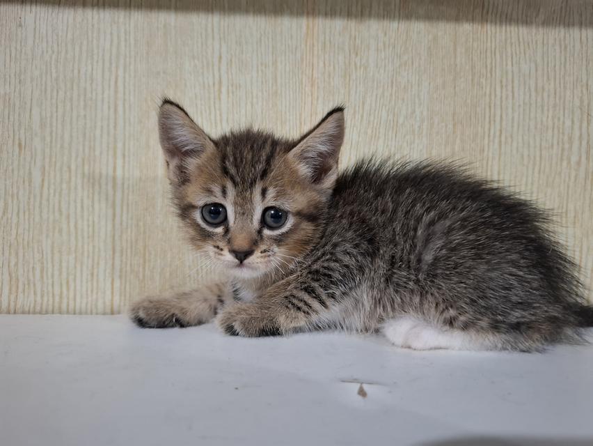 ลูกแมวครึ่งเปอร์เซีย+บริติช รูปที่ 11