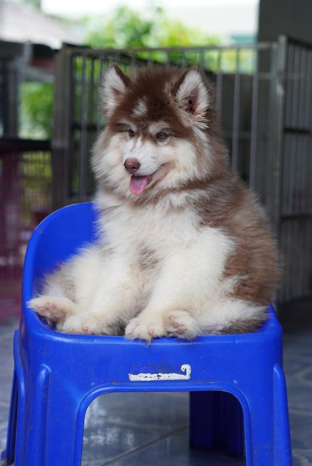 西伯利亚哈士奇幼犬出售 | 泰国 纯种认证 | 血统证书 | 健康保障 รูปที่ 9