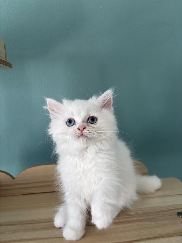 แมวเปอร์เซีย  น่ารัก ขี้อ้อน 2