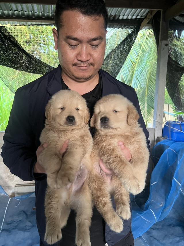 สุนัขพันธุ์โกลเด้นรีทรีฟเวอร์เพศผู้เเละเพศเมีย
