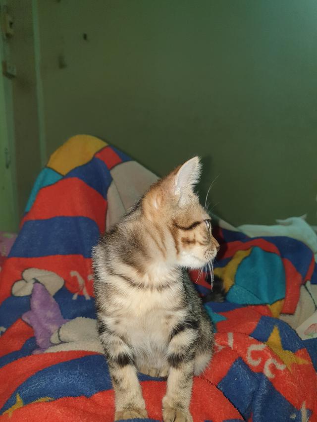 ขายแมวเด็กเพศผู้ 4