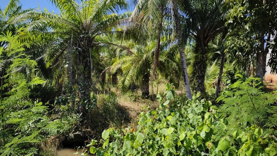 ที่ดิน 1ไร่ 1งาน 95000 บาท 4