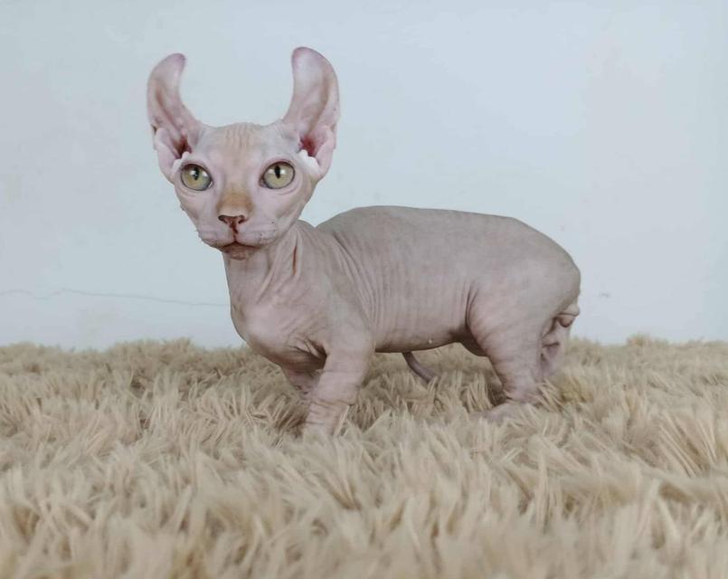 30.แมวดเวล/เพศผู้ Dwelf Cat/Male