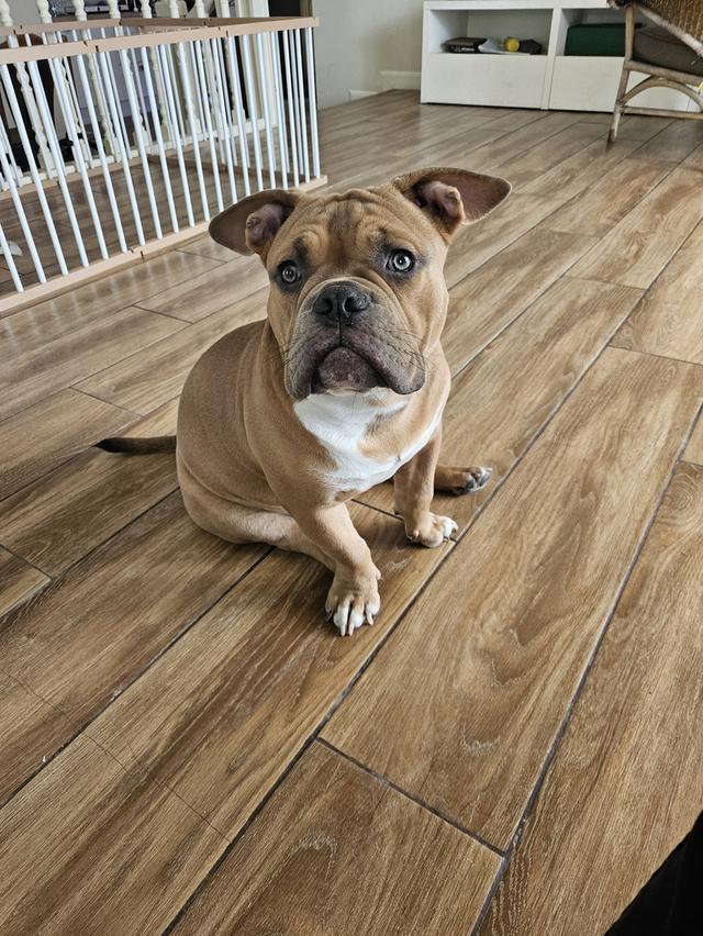 American Bully Exotic, 7 months Male