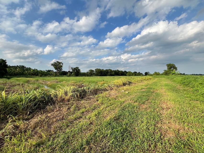 ขายที่ดินบึงบา 2 ไร่(แบ่งขายได้) คลอง10 ซอยการไฟฟ้าหนองเสือ จ.ปทุมธานี 4