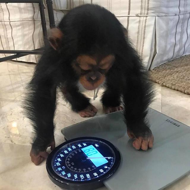 chimpanzee monkeys for sale | WhatsApp me : +66 63 826 3042