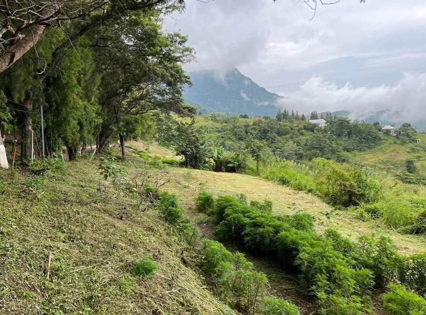 ที่ดินเขาค้อ 52 ไร่ เนินเขา 3