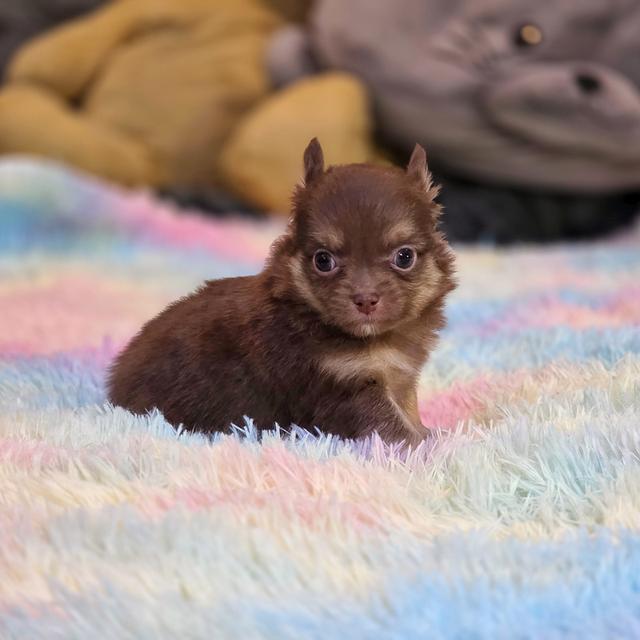 Chihuahuaขนยาวสีช็อค 6