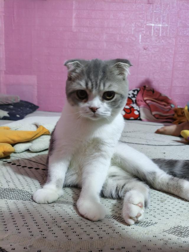 แมว scottish fold อายุ6เดือน