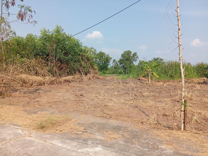 ขายที่ดิน เลียบคลอง 11 อ.หนองเสือ จ.ปทุมธานี 3