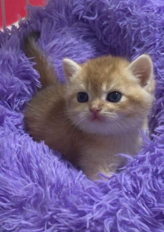 แมว British shorthair  2