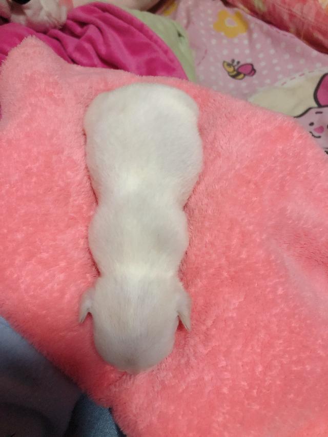 ลูกชิวาว่าสีขาวล้วน พร้อมย้ายบ้าน เพศหญิง  2