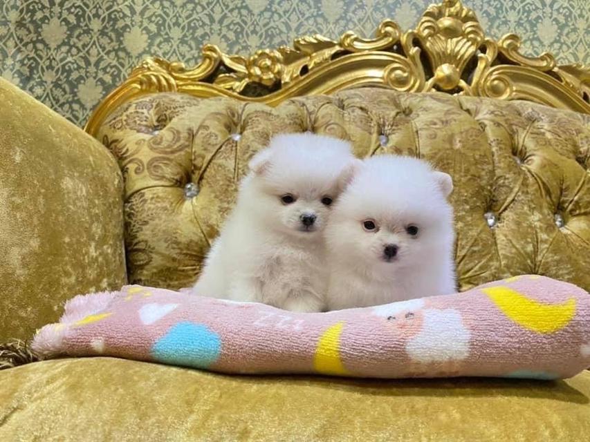 ปอมเมอเรเนียนแท้ อายุ50วัน อ้วนกลมหมี ทีคัพ จิ๋วๆ มาดูตัวจริงได้นะคะ รูปที่ 8