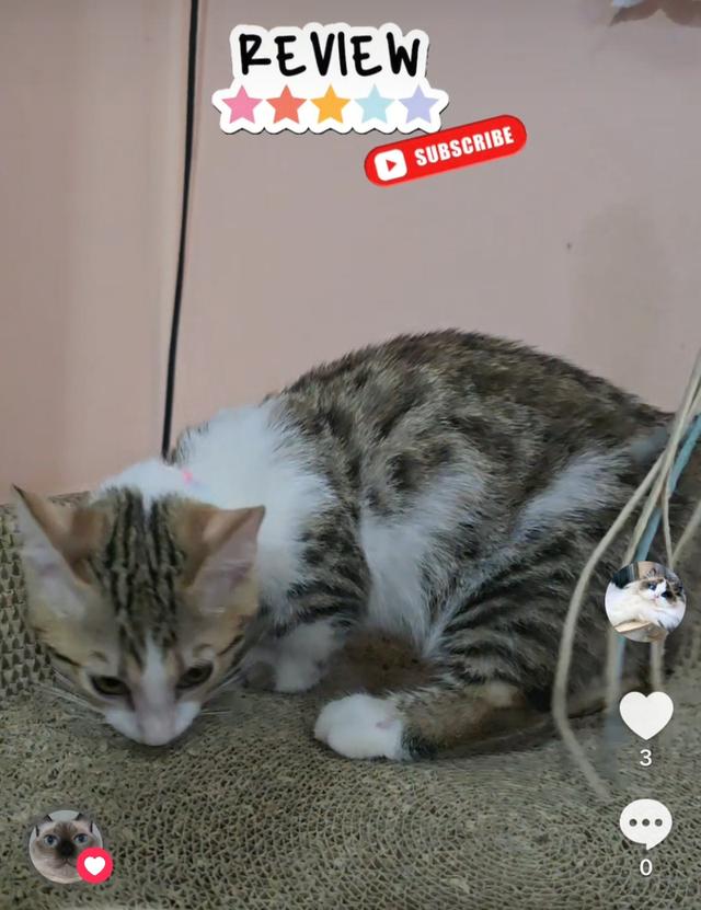 Munchkin Bengal