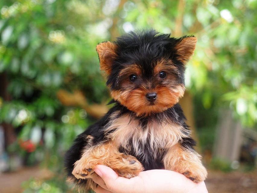 11 weeks old, adorable Yorkie Puppies รูปย่อยที่ 2