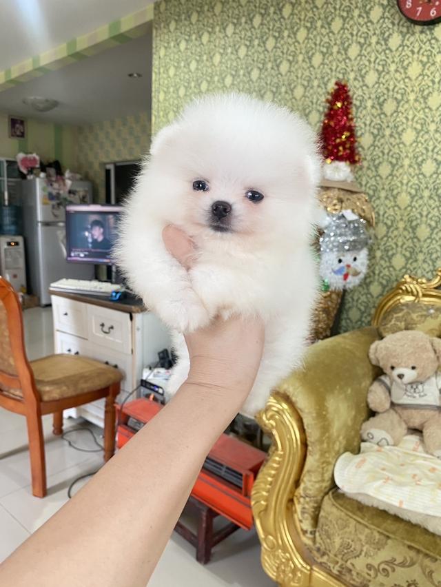 ปอมแท้ อายุ2เดือน ทีคัพ จิ๋วๆ  3