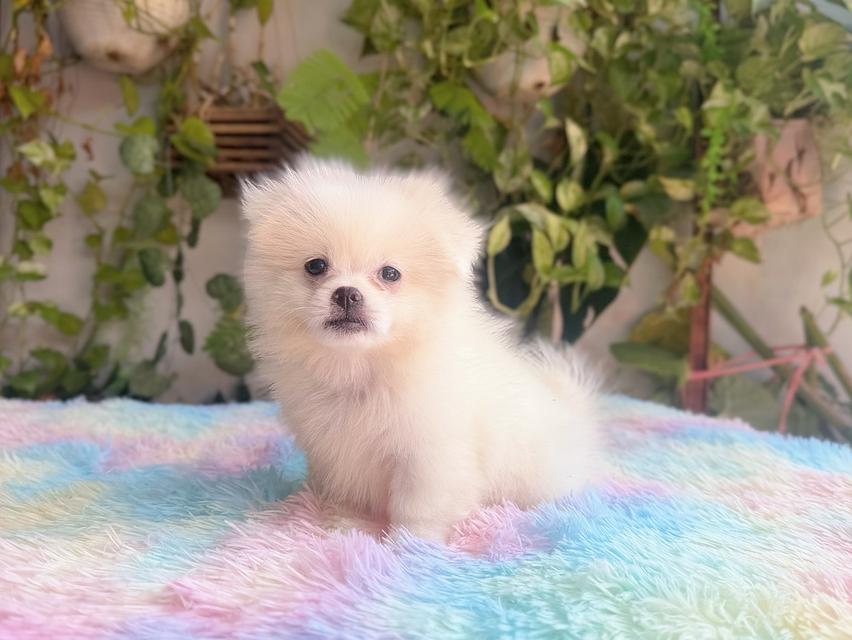 ปอมผสมชิวาวาสีครีม เพศเมีย พิกัดรามอินทรา 6