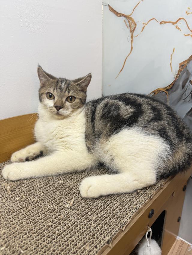 ลูกแมวพันธุ์สก๊อตติชแท้