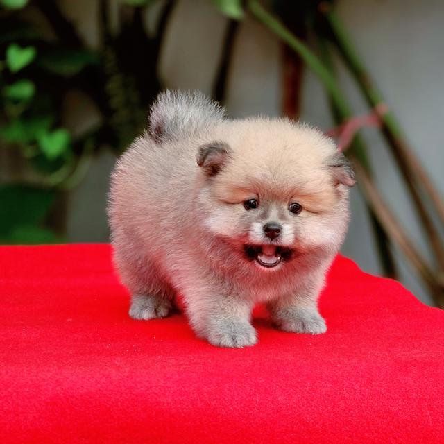 Pomeranian แท้เพศผู้อายุสองเดือนวัคซีนให้ฟรีพร้อมย้ายบ้านมีบริกาส่งเก็บปลายทาง 6