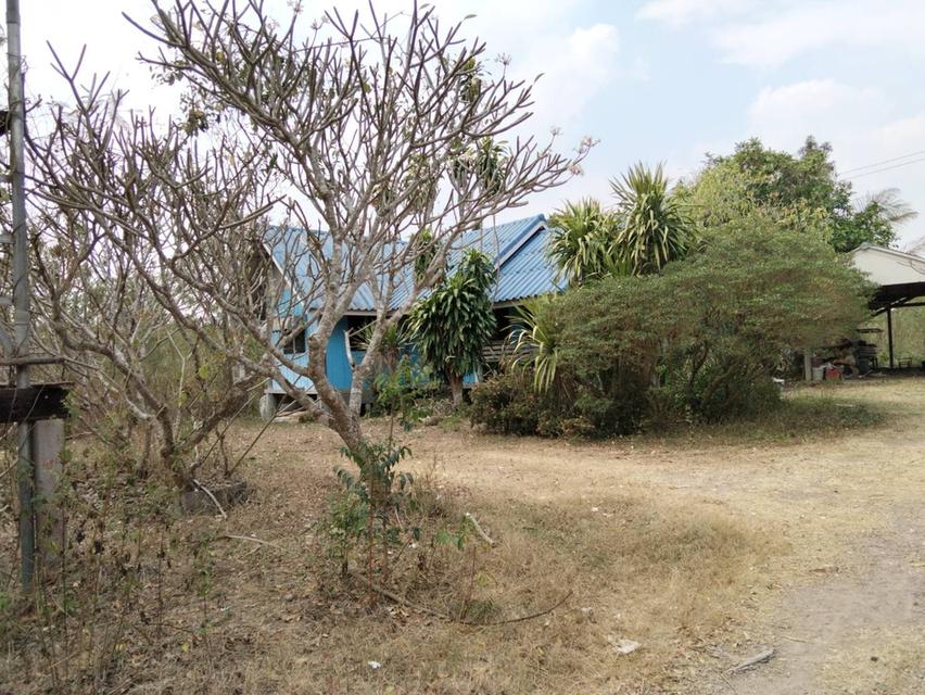 ขายที่ดินพร้อมบ้าน 3ไร่ หมู่บ้านหนองตาฉาว ตำบล เขากระปุก อำเภอท่ายาง เพชรบุรี ขายทั้งแปลง 2 ล้าน 5