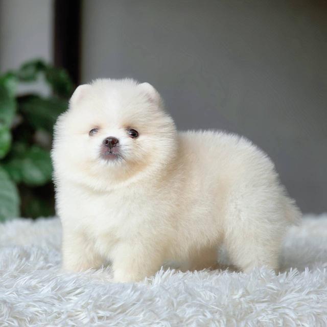 ปอมเมอเรเนียนแท้ เพศผู้ พร้อมย้ายบ้าน รูปที่ 7