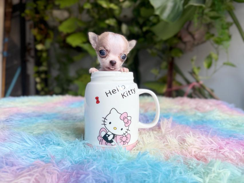 ชิวาวาแท้ขนสั้น เพศผู้ 6