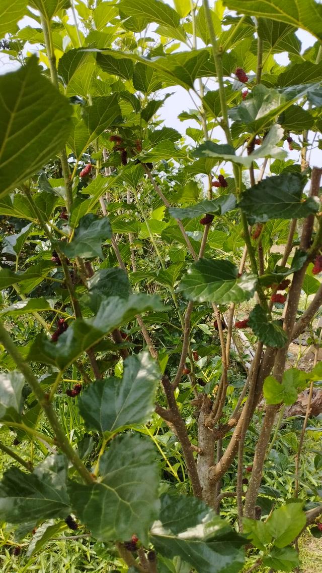 ขายด่วน ที่ดินอีสาน จ.ร้อยเอ็ด 6