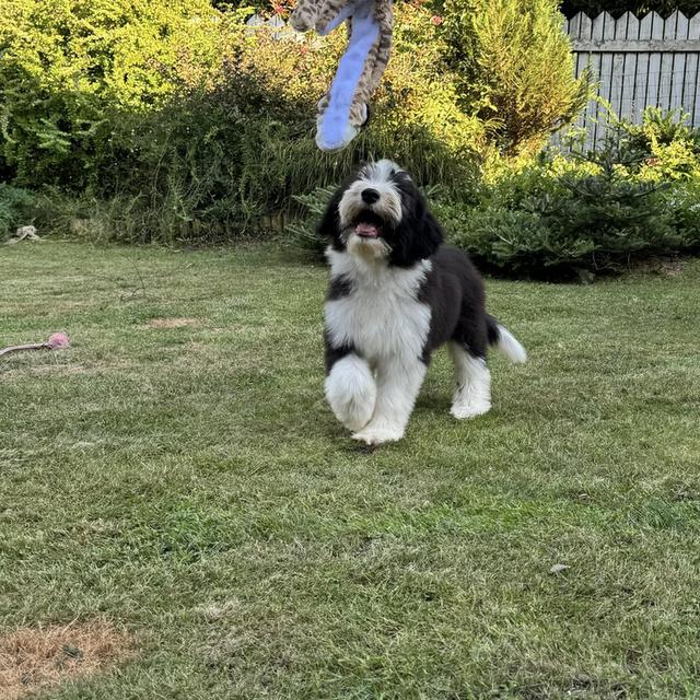Bearded Collie Puppies รูปที่ 2