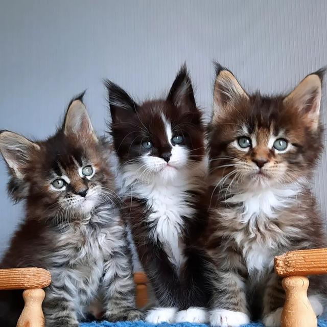 Maine Coon Kittens for sale
